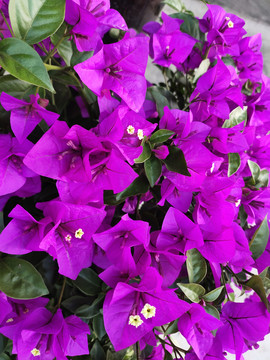 紫色三角梅花