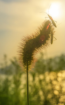 狗尾巴草