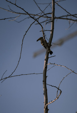 树枝上的啄木鸟
