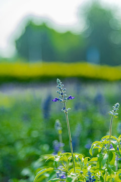 户外植物园里生长的蓝花鼠尾草