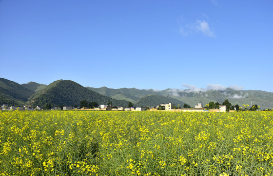 油菜花田