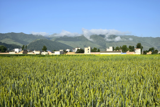 麦田