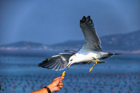 长岛客轮上空的海鸥觅食