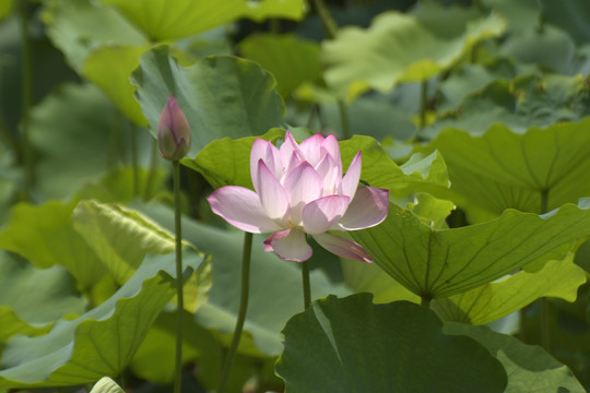 荷花