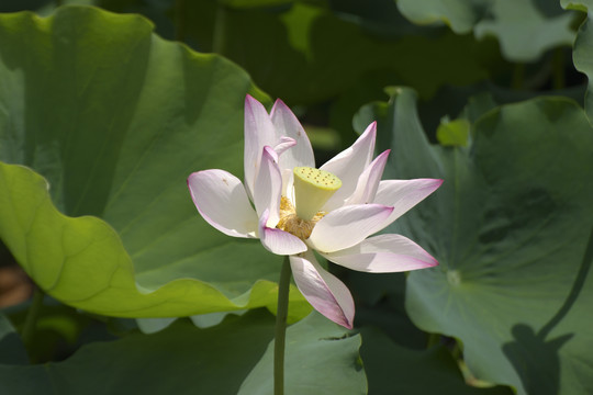 荷花