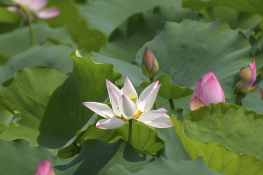 荷花
