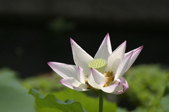荷花
