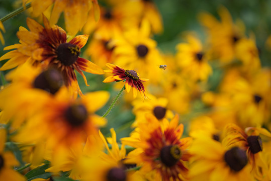 黑心金光菊与蜜蜂