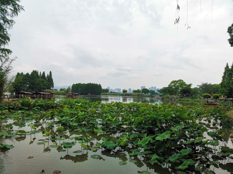 公园里的湖泊