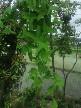 茅瓜