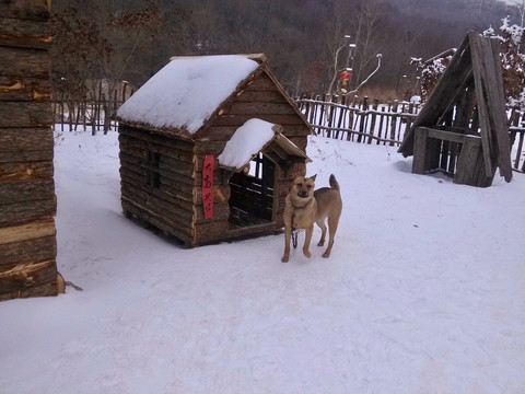 犬舍新积雪