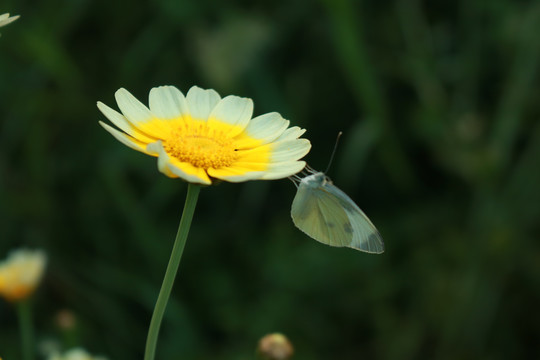 蝶恋苘蒿花