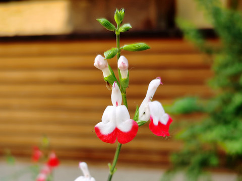 樱桃鼠尾草