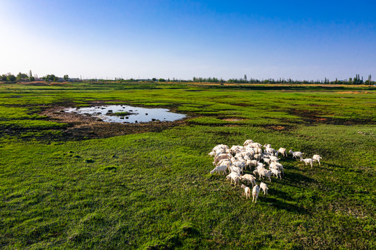 初夏湿地羊群