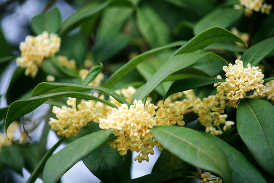 桂花枝