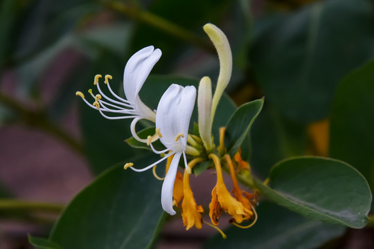 中药金银花