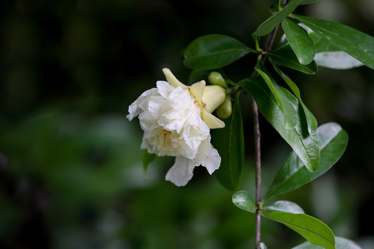 石榴花