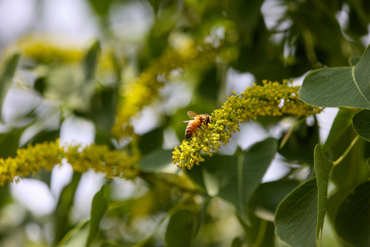 蜜蜂