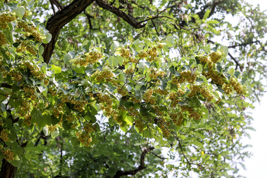 南京椴树花