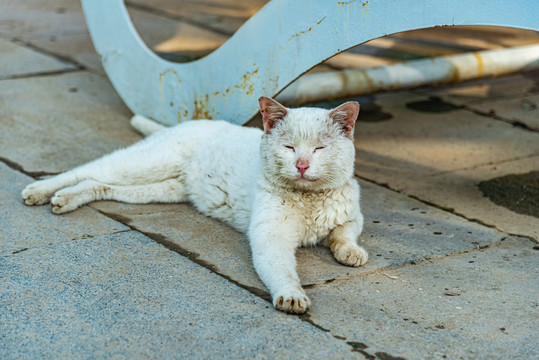 户外的塞尔凯克卷毛猫