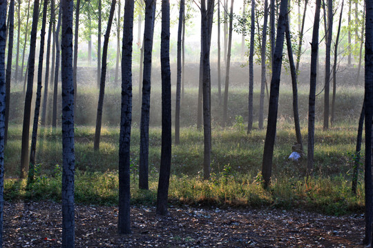 早晨的小树林