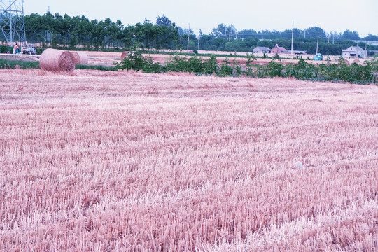 麦茬地