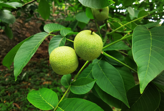 树上的核桃