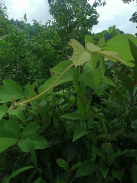 葛根