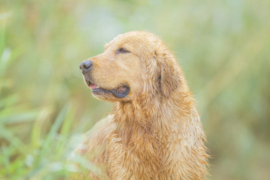 黄金猎犬