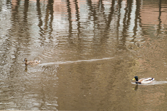 水中麻鸭野鸭