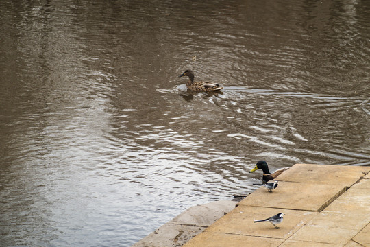 水边麻鸭和小鸟白鹡鸰