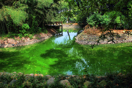 青绿色的池塘