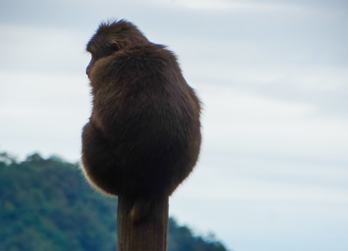 峨眉山藏酋猴