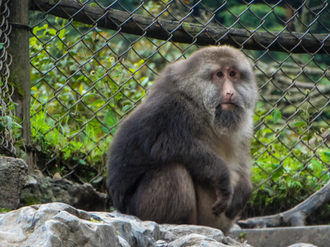 峨眉山藏酋猴