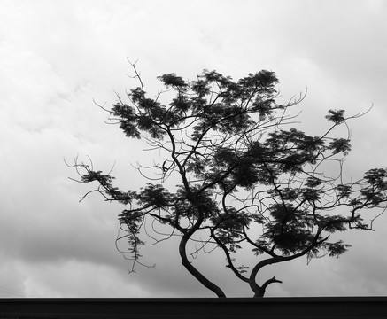 黑白树枝