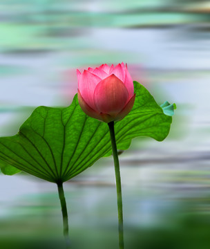 荷花