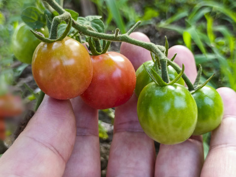 自产地小西红柿
