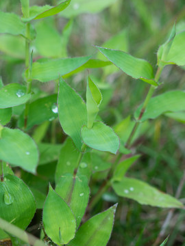 雨后绿色的荩草