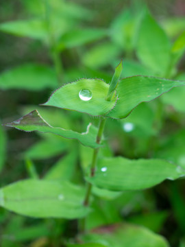 雨后绿色的荩草