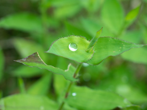 雨后绿色的荩草