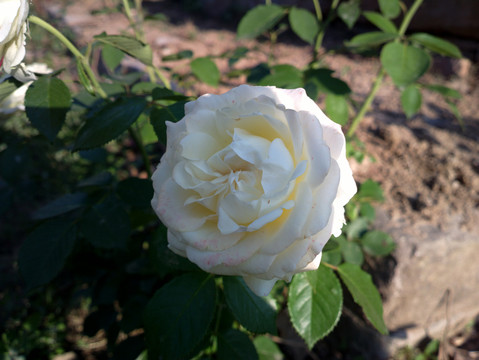 月季花