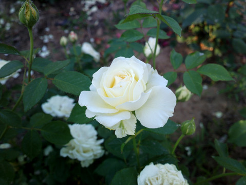 月季花