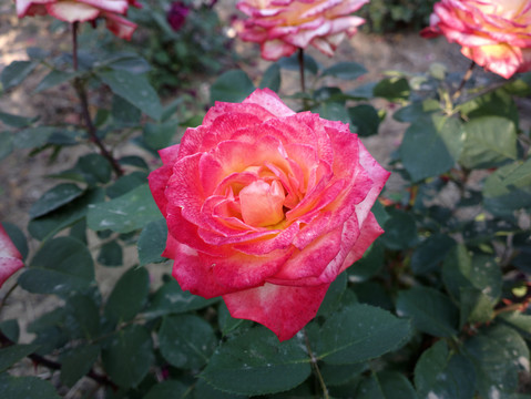 月季花