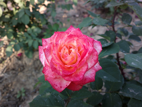 月季花