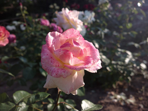 月季花