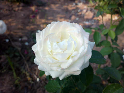 月季花