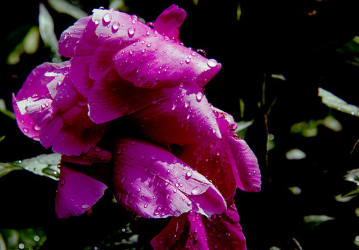 雨后牡丹花