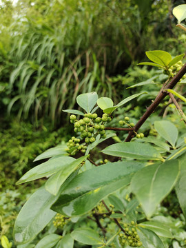 新鲜花椒