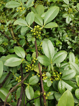 新鲜花椒