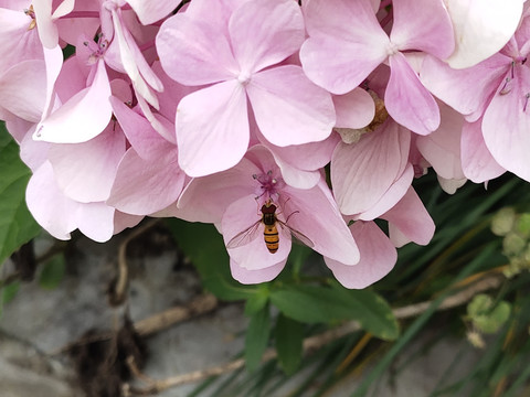 蜜蜂与绣球花